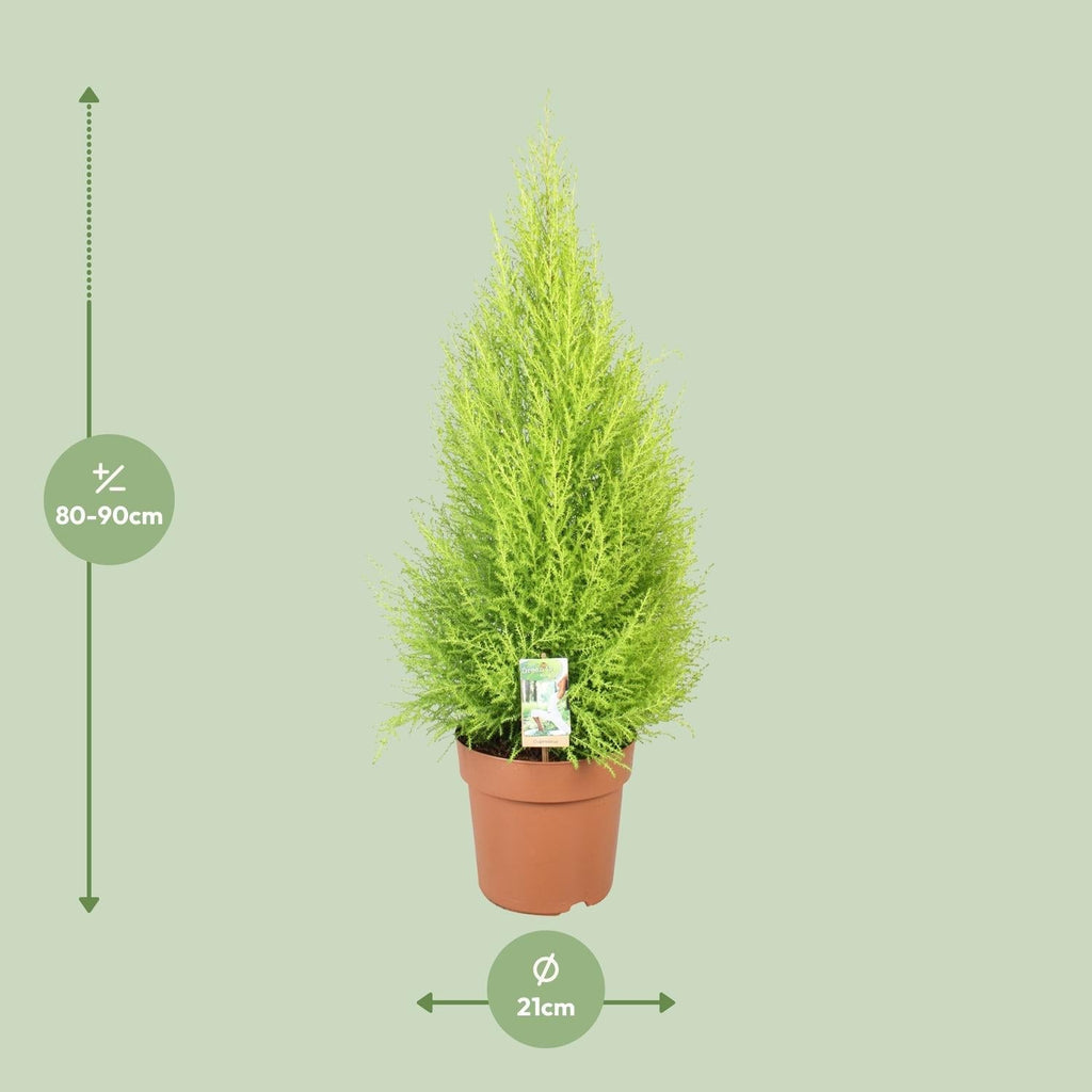 Cupressus Goldcrest Wilma – Ciprés aromático de interior y jardín | 90cm