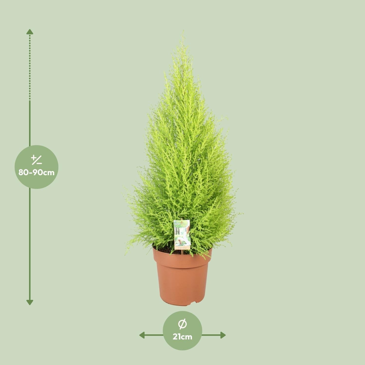 Cupressus Goldcrest Wilma – Ciprés aromático de interior y jardín | 90cm