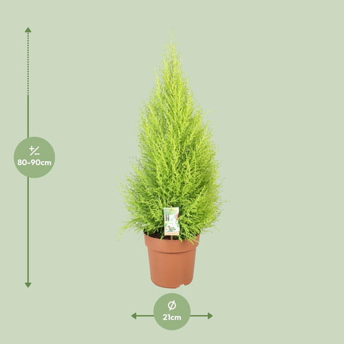 Cupressus Goldcrest Wilma – Ciprés aromático de interior y jardín | 90cm