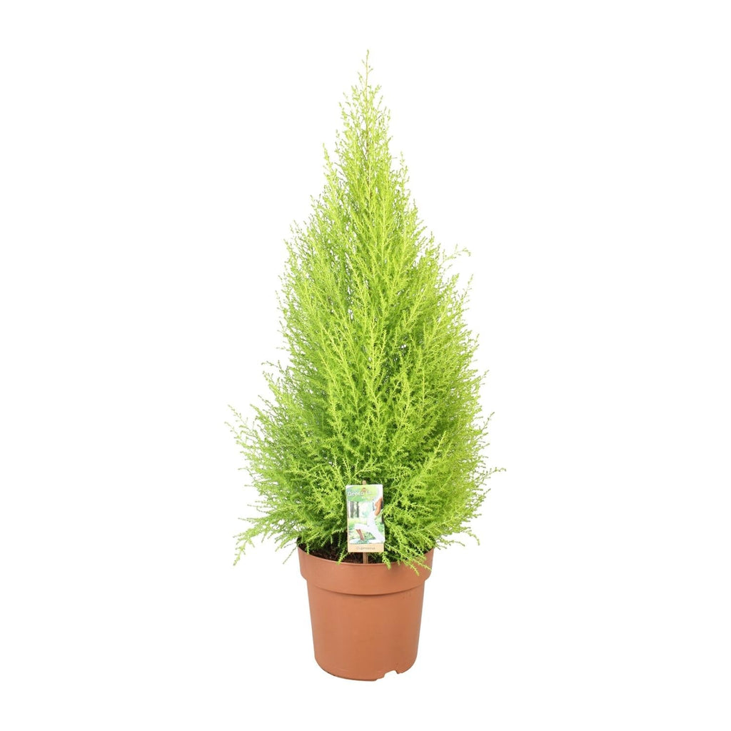 Cupressus Goldcrest Wilma – Ciprés aromático de interior y jardín | 90cm