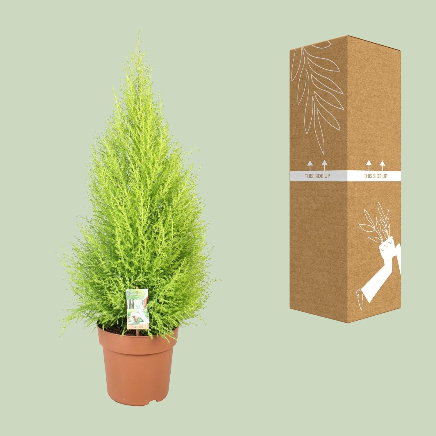 Cupressus Goldcrest Wilma – Ciprés aromático de interior y jardín | 90cm