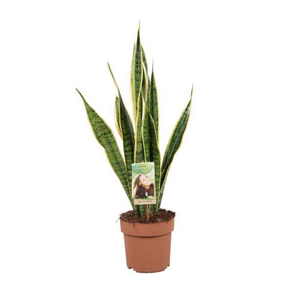Sansevieria Laurentii – Planta purificadora de aire para interior | 60cm