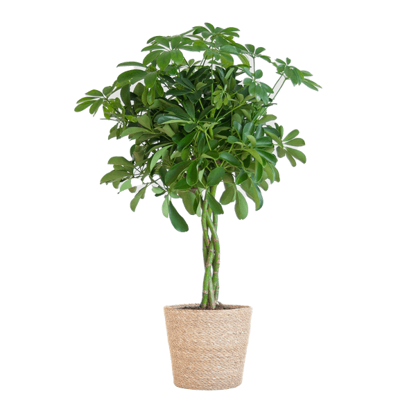 Schefflera Arboricola Nora – Planta de interior decorativa con maceta | 70cm