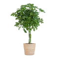 Schefflera Arboricola Nora – Planta de interior decorativa con maceta | 70cm