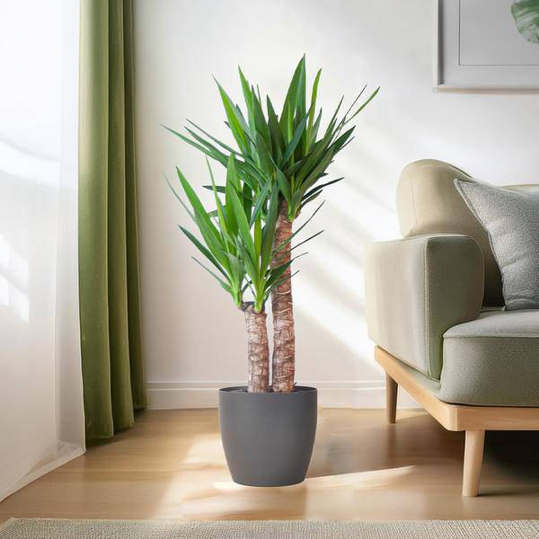 Yucca Elephantipes – Riesen – Palmlilie – Zimmerpflanze – ca. 90cm hoch – Ø21cm – In Übertopf Viber Schwarz – Pflegeleicht & nachhaltig