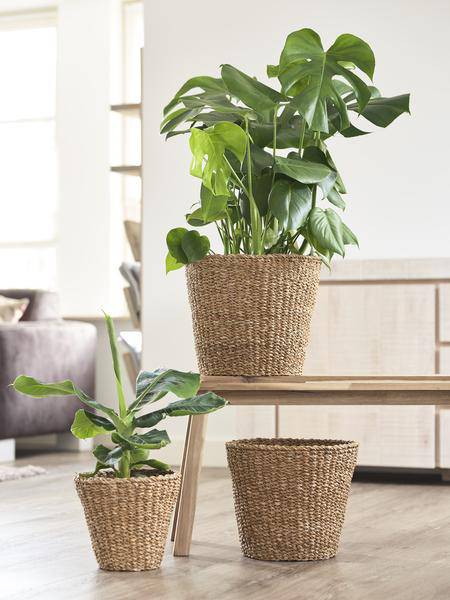 Macetero Braun Korb – Maceta decorativa moderna para plantas | Ø23cm