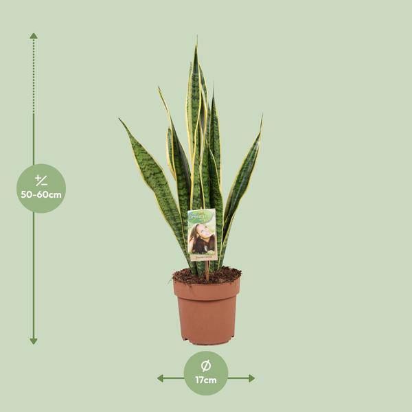 Sansevieria Laurentii – Planta purificadora de aire para interior | 60cm