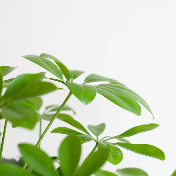 Schefflera Arboricola Nora – Planta de interior decorativa con maceta | 70cm