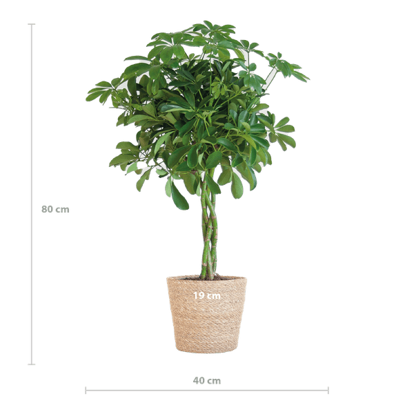 Schefflera Arboricola Nora – Planta de interior decorativa con maceta | 70cm