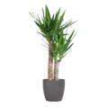 Yucca Elephantipes – Riesen – Palmlilie – Zimmerpflanze – ca. 90cm hoch – Ø21cm – In Übertopf Viber Schwarz – Pflegeleicht & nachhaltig