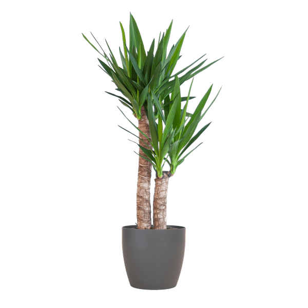 Yucca Elephantipes – Riesen – Palmlilie – Zimmerpflanze – ca. 90cm hoch – Ø21cm – In Übertopf Viber Schwarz – Pflegeleicht & nachhaltig