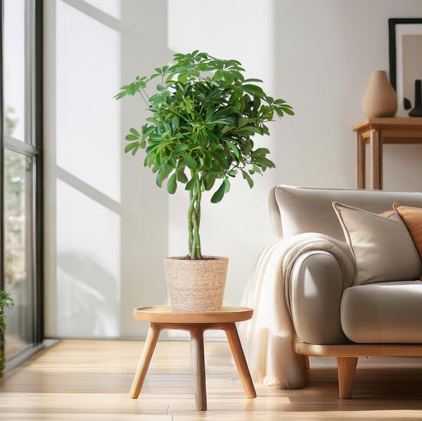 Schefflera Arboricola Nora – Planta de interior decorativa con maceta | 70cm