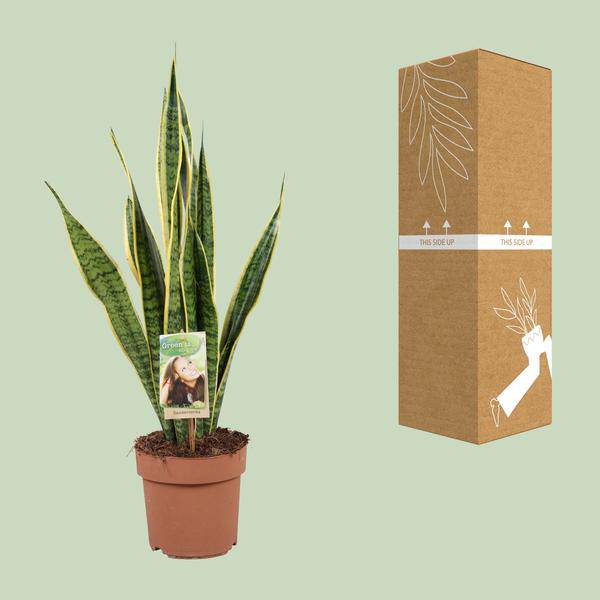 Sansevieria Laurentii – Planta purificadora de aire para interior | 60cm