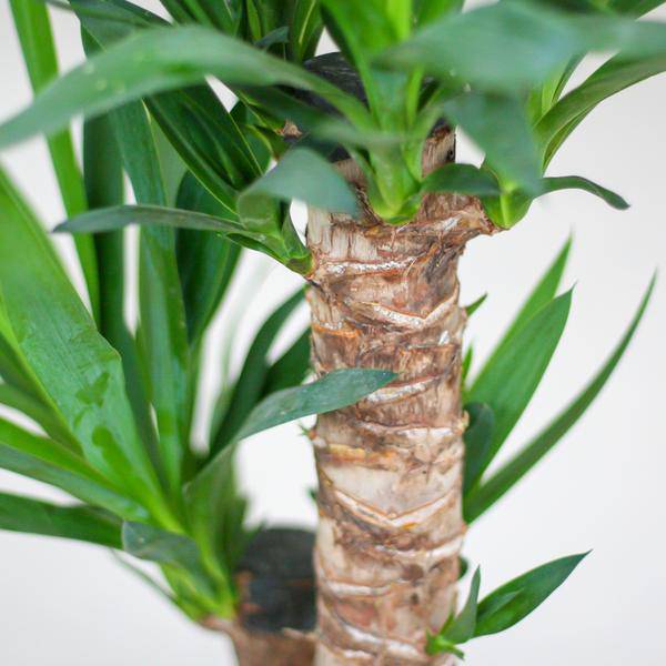 Yucca Elephantipes – Riesen – Palmlilie – Zimmerpflanze – ca. 90cm hoch – Ø21cm – In Übertopf Viber Schwarz – Pflegeleicht & nachhaltig