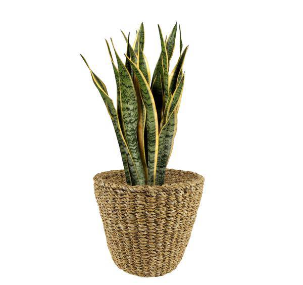 Macetero Braun Korb – Maceta decorativa moderna para plantas | Ø23cm