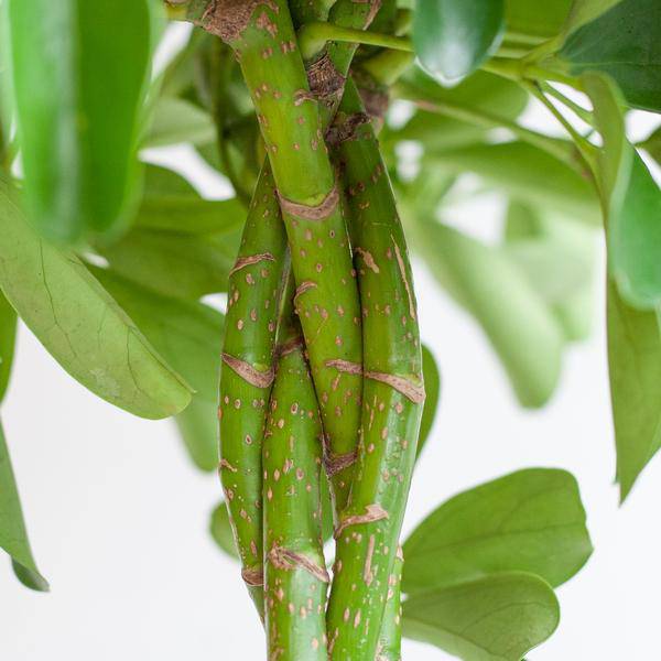 Schefflera Arboricola Nora – Planta de interior decorativa con maceta | 70cm