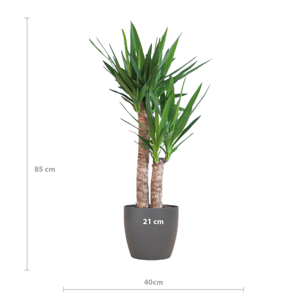 Yucca Elephantipes – Riesen – Palmlilie – Zimmerpflanze – ca. 90cm hoch – Ø21cm – In Übertopf Viber Schwarz – Pflegeleicht & nachhaltig